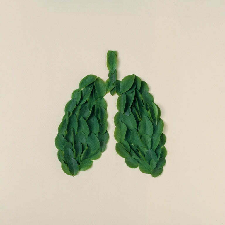 a green leafy plant