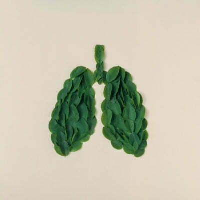 a green leafy plant