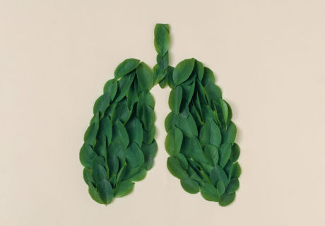 lungs scaled