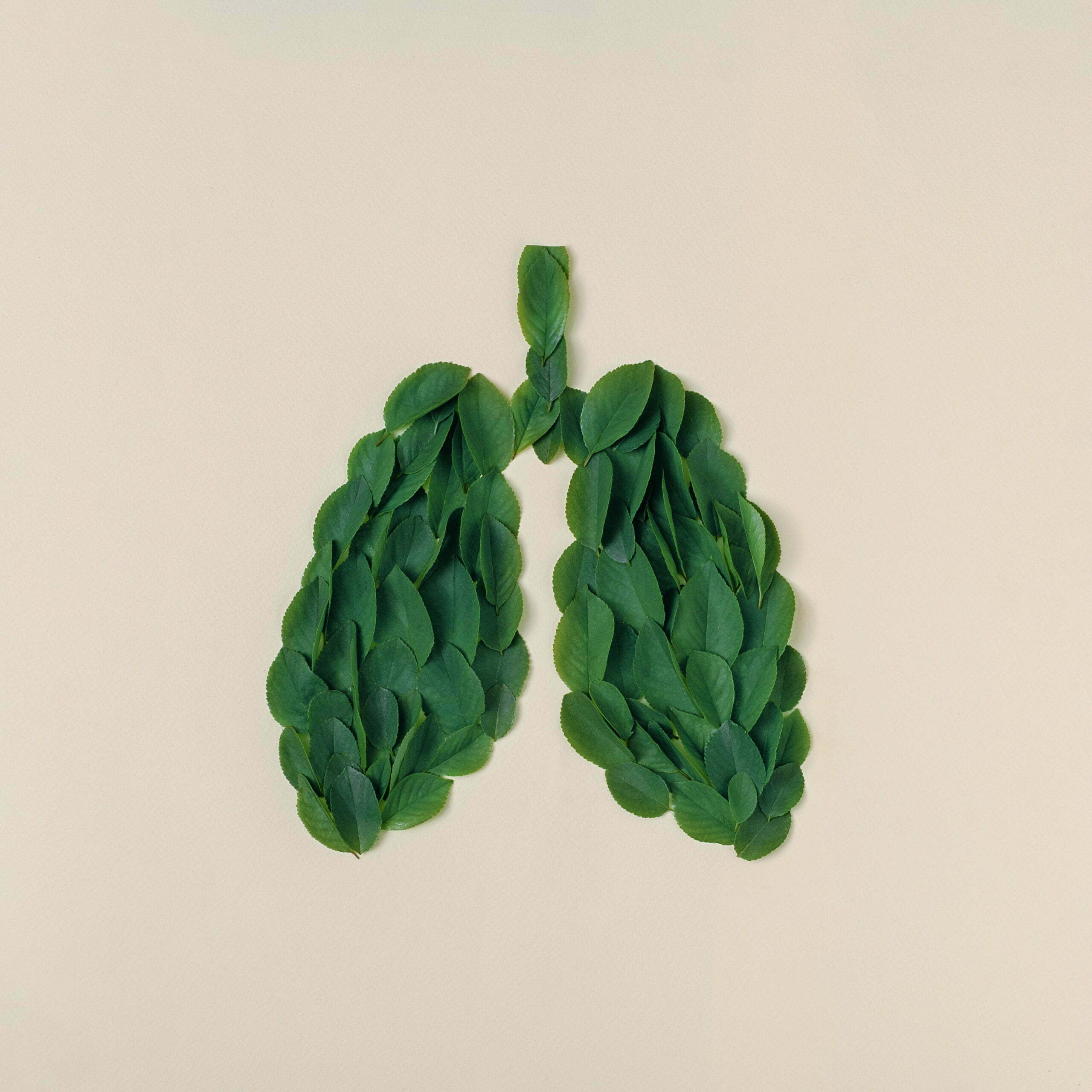 a green leafy plant